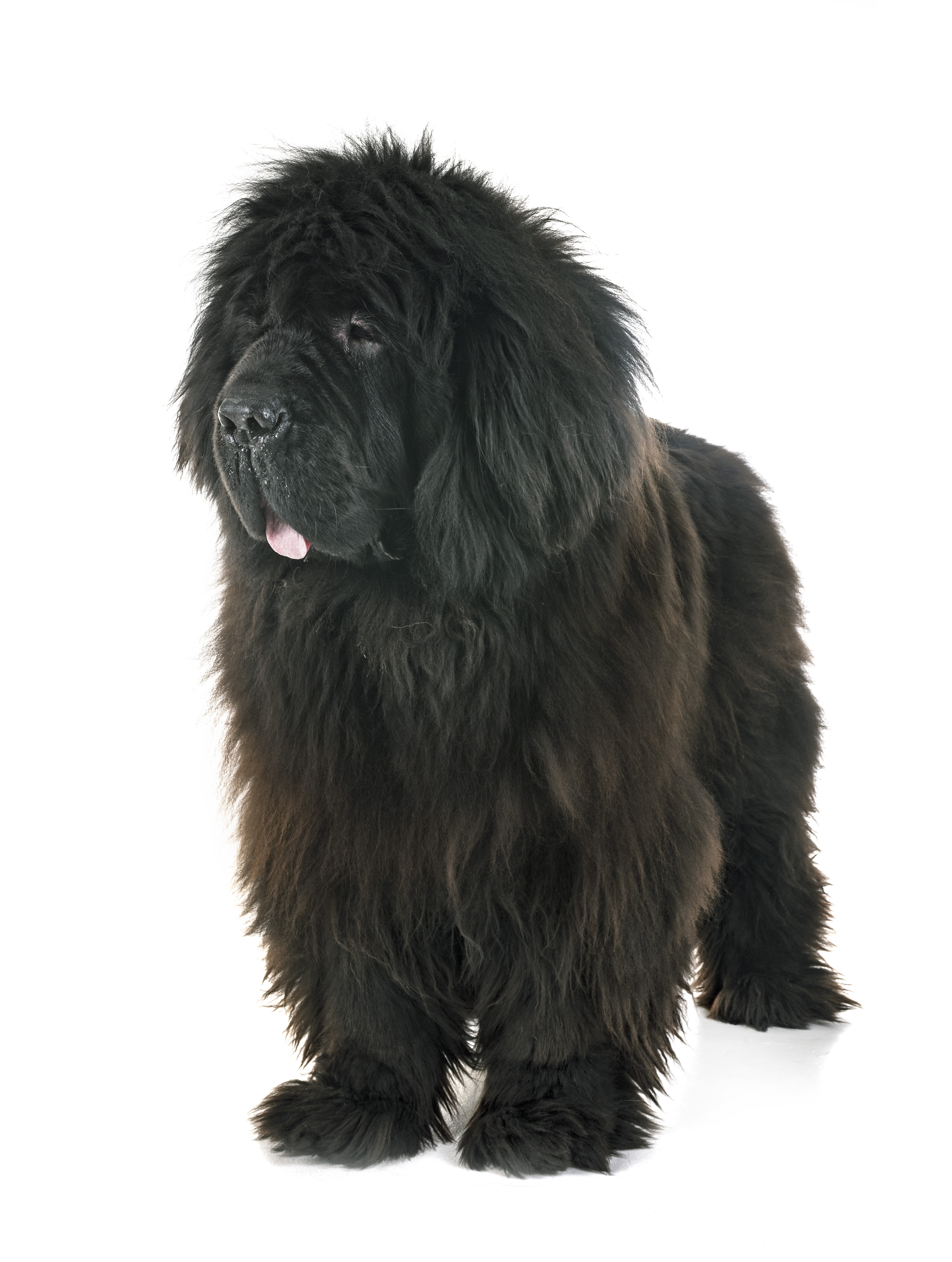 Newfoundland orders tibetan mastiff mix